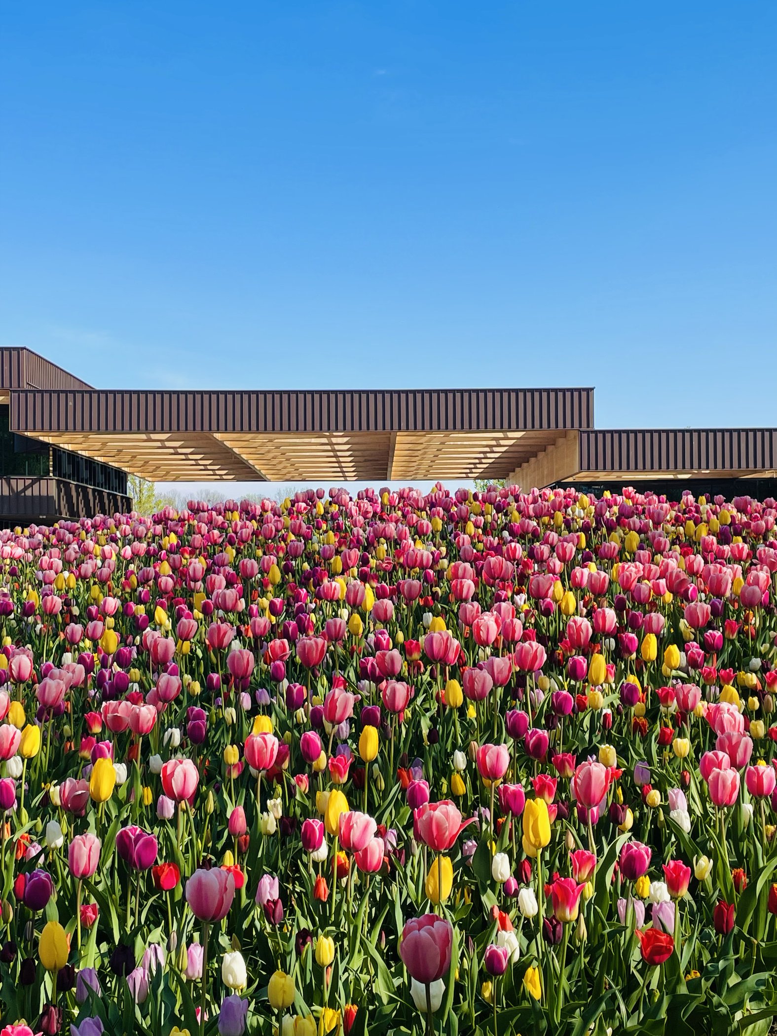 Bright tulip field beneath modern architecture and blue sky